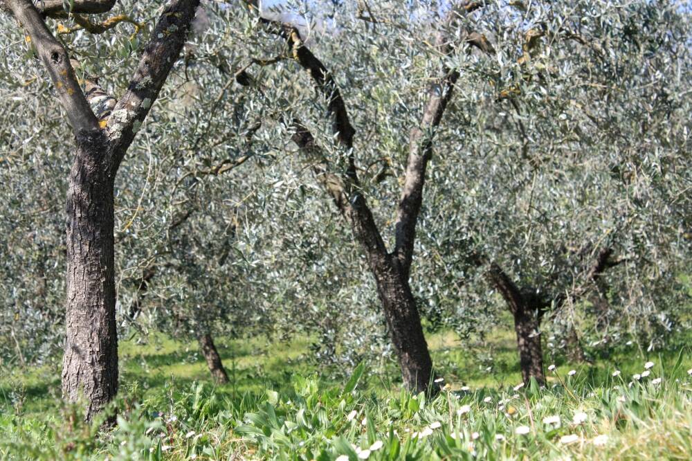 Dipartimento Agricoltura Lega Lazio: “Olio di oliva extravergine italiano, preoccupazione per gli ultimi dati dell’Unione Europea”
