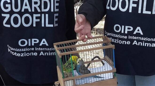 Roma, taglia le ali ai pappagallini per chiedere l’elemosina: multata