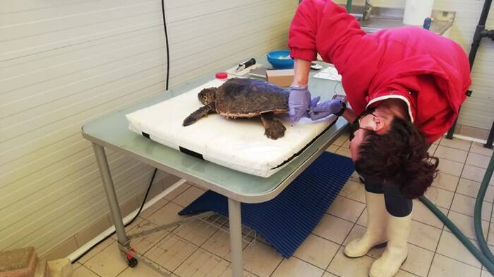 Fregene, tartaruga senza pinna e con la lenza ancora in bocca salvata dalla Guardia Costiera