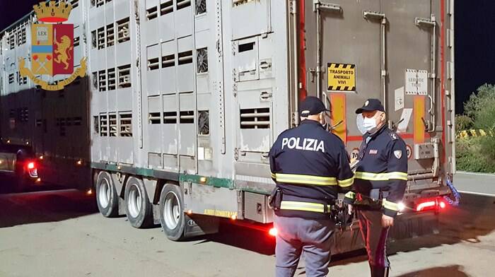 Animali vivi trasportati illegalmente, pioggia di multe al porto di Civitavecchia