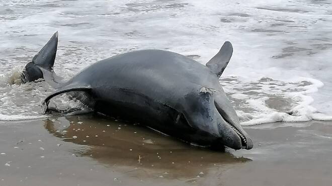 Ardea, delfino di 3 metri trovato morto in spiaggia