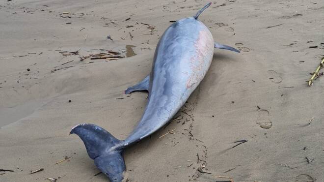 Ardea, delfino di 3 metri trovato morto in spiaggia