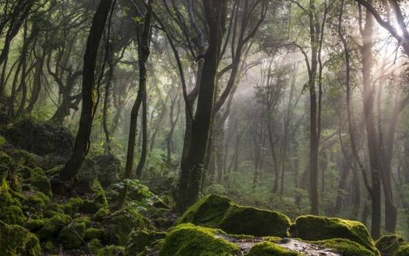 Regione Lazio, depositata mozione per lo sviluppo e la valorizzazione del settore forestale