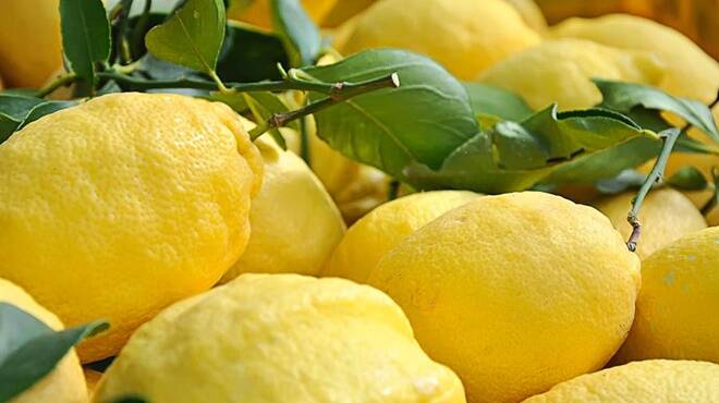 “Dai fiori ai limoni”: Santa Marinella si prepara ad ospitare 1200 piante di agrumi