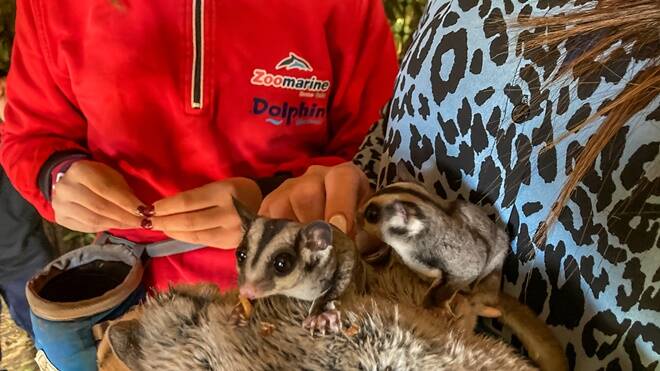 Scoiattoli volanti: a Zoomarine un programma dedicato per curare i piccoli marsupiali