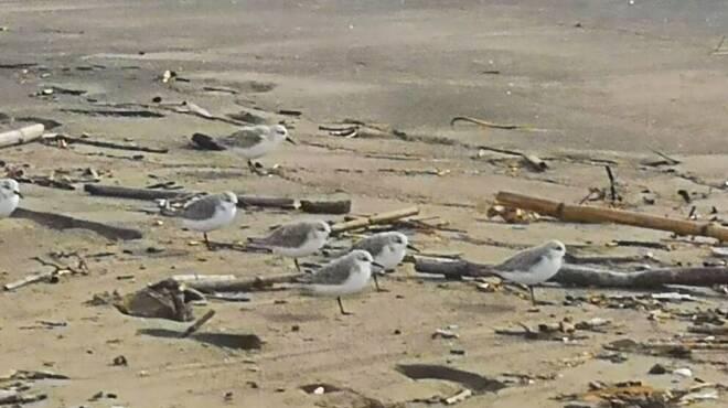 Un’intera colonia di uccelli Fratino invade la spiaggia di Ardea