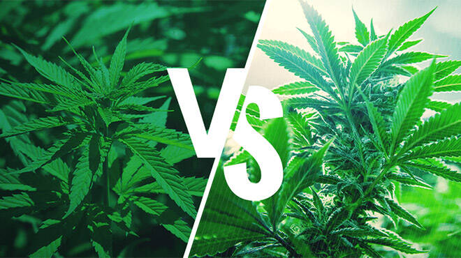 Cannabis Indica e Sativa, quali sono le differenze?