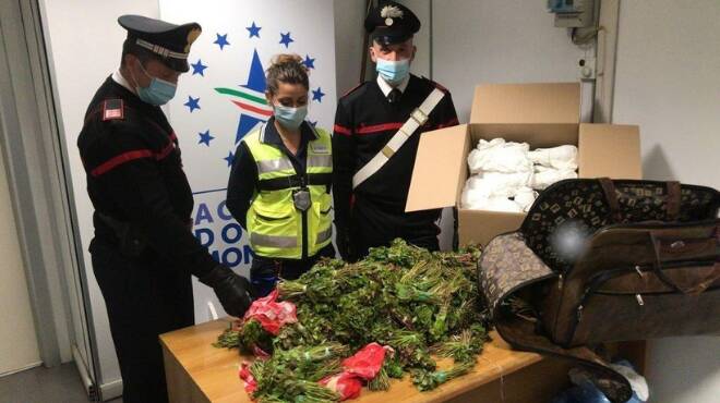 Atterrano all’Aeroporto di Fiumicino con 76 chili di Khat nelle valigie: arrestati 2 pusher