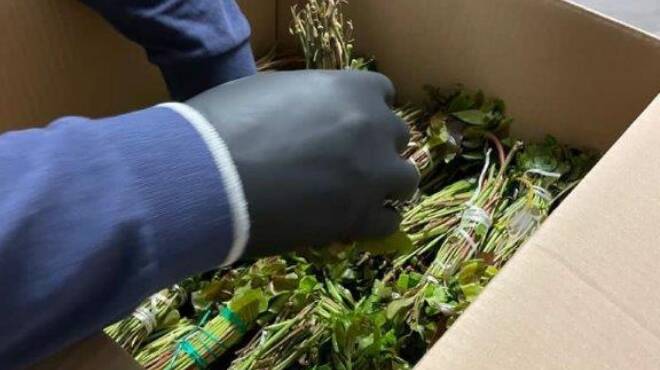 Atterrano all’Aeroporto di Fiumicino con 76 chili di Khat nelle valigie: arrestati 2 pusher