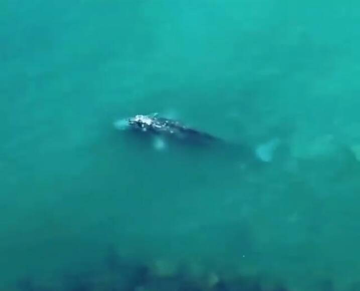 Raro esemplare di balena avvistata a Ponza: le immagini diventano virali