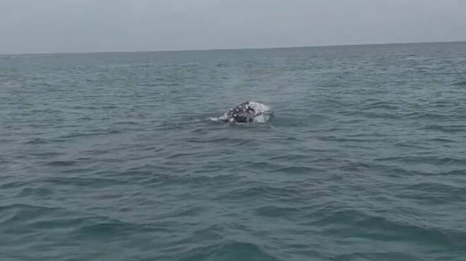 Balena grigia avvistata a Fiumicino: ha un anno ed è lunga quasi 8 metri