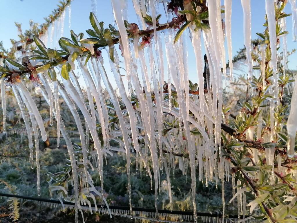 Da Montalto a Maccarese il gelo danneggia fino al 50% di frutta e verdura