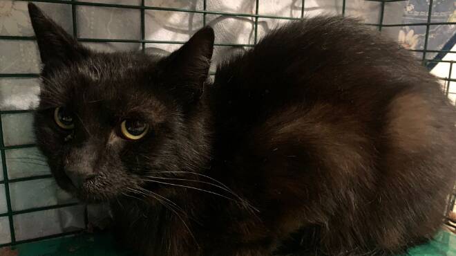 Ardea, gattino si arrampica su un tetto e resta bloccato per 4 giorni: salvato dall’Enpa