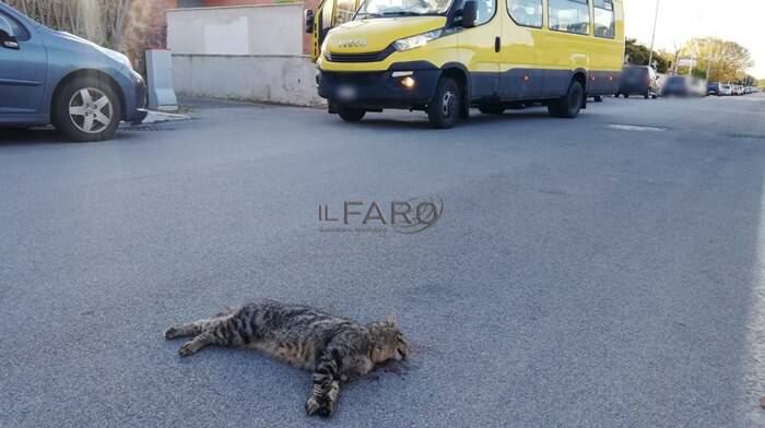Passoscuro, gatta investita alla fermata dello scuolabus: “Fate qualcosa prima che tocchi a un bambino”