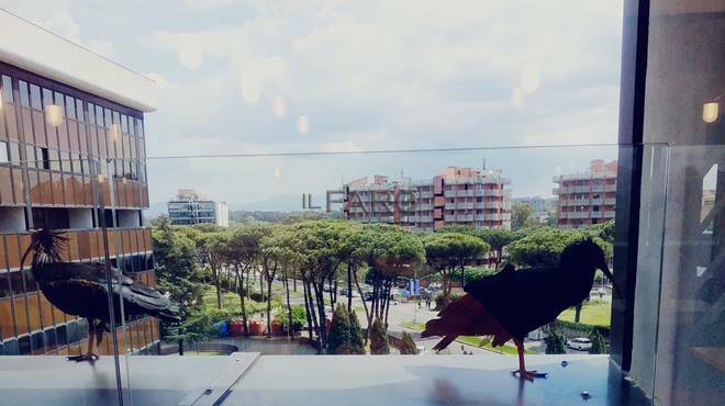 Roma, due rari Ibis eremita nidificano sul tetto di un’azienda: le meravigliose immagini