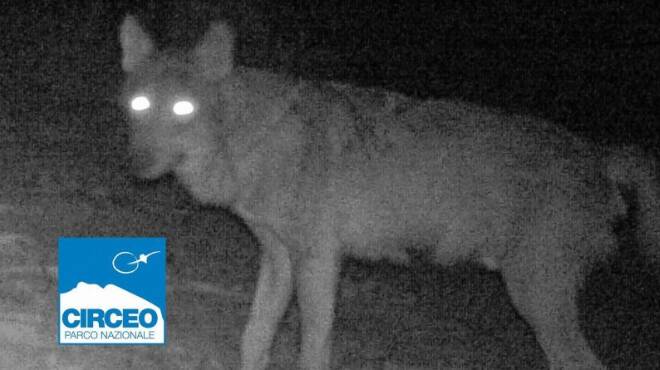 Il lupo è tornato al Parco Nazionale del Circeo: l’esemplare immortalato in uno scatto