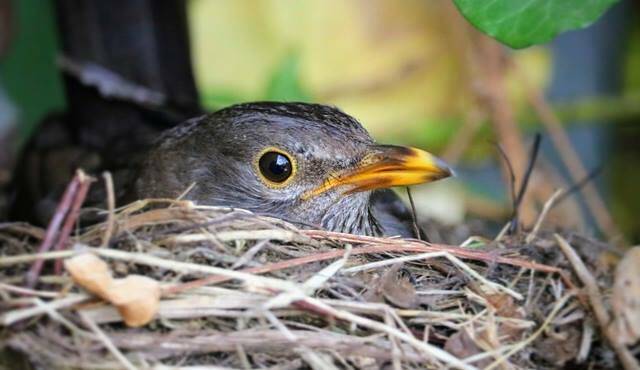 Potature e sfalci distruggono i nidi, l’appello dell’Oipa: “Rispettate la biodiversità”