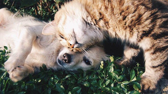 Animali domestici, è ufficiale: il Lazio avrà dei cimiteri per gli amici a 4 zampe