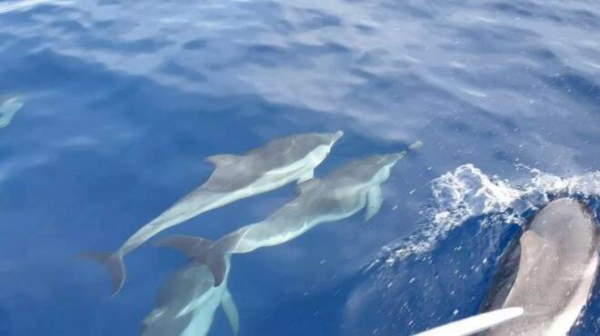 delfini Santa marinella