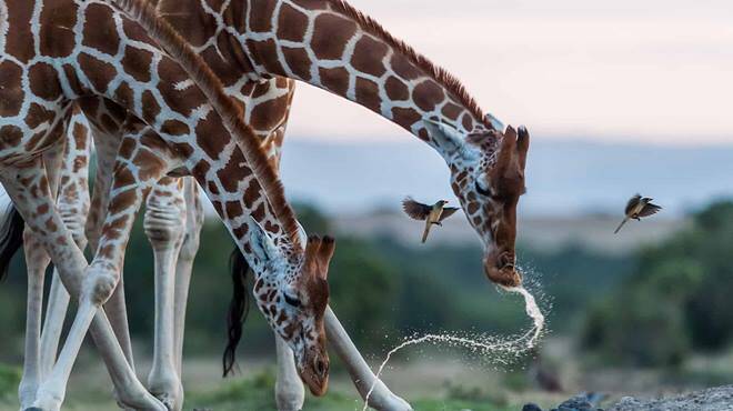 Salviamo le giraffe, il 25 maggio il marchio Sophie festeggia 60 anni