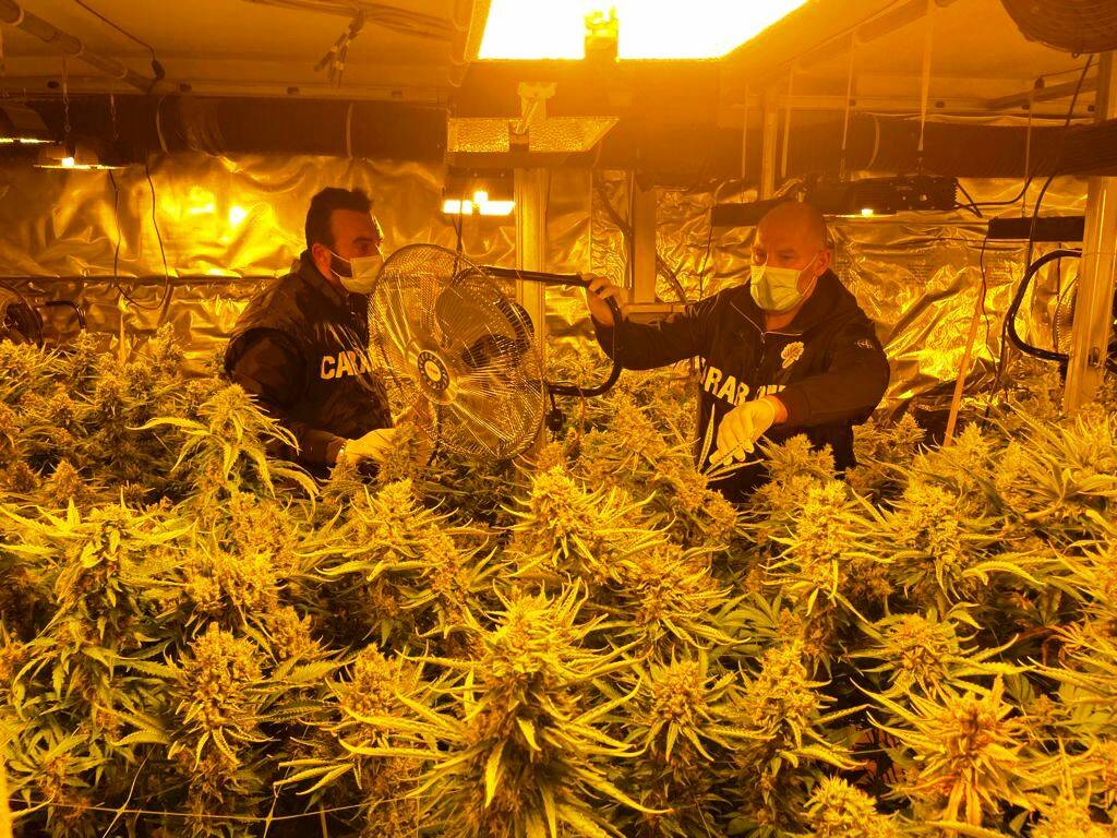 Maxi piantagione di cannabis nascosta in un capannone a Pomezia: 5 arresti