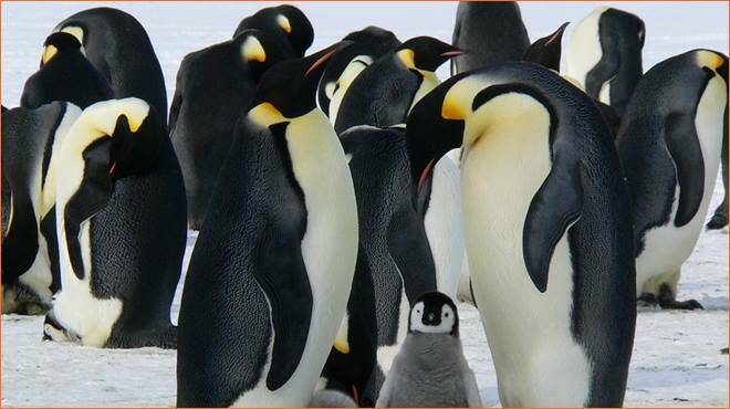 Pinguini imperatore, Wwf: “A rischio il 50% della specie per il ritiro dei ghiacciai”
