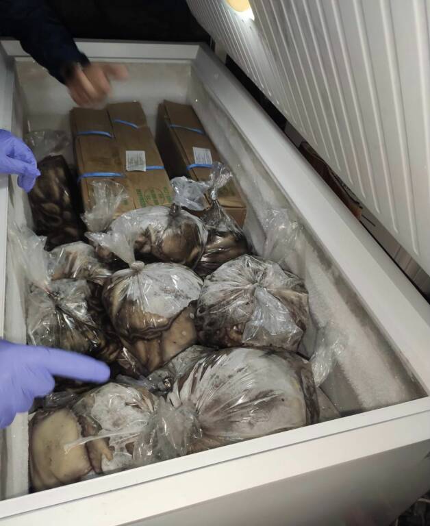 Controlli sulla filiera della pesca: 140 chili di polpo congelato sequestrato a Ponza