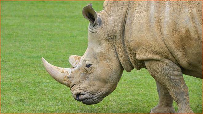 Dalla Svizzera al bioparco di Torino: Rami il rinoceronte bianco prende casa al Zoom
