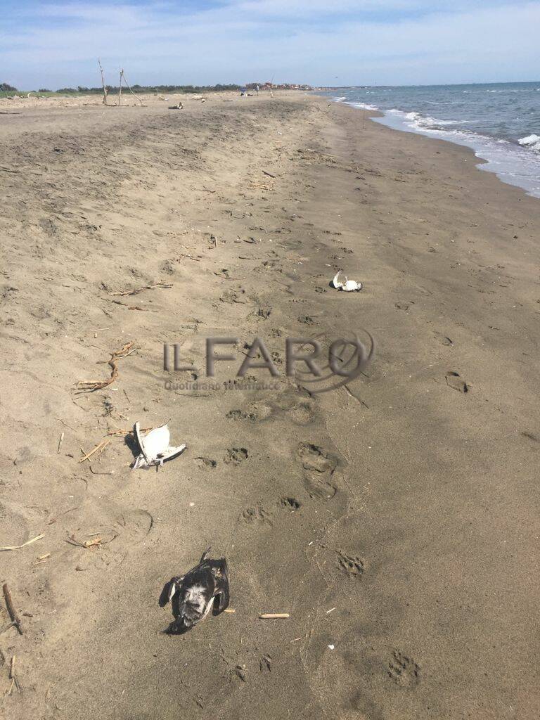 Palidoro, strage di volatili in spiaggia