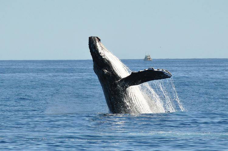 Massachusetts, pescatore inghiottito da una balena: salvo grazie a colpo di tosse