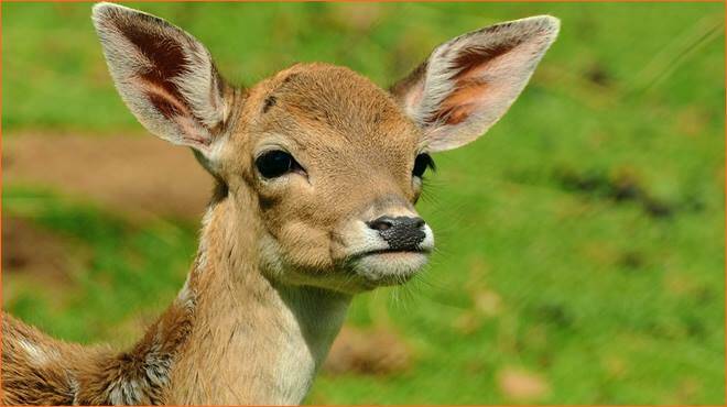 Parco Sibillini, la raccomandazione dell’Ente: “Non toccare gli animali appena nati”