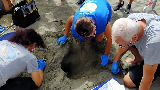 Ostia, sorpresa sulla spiaggia libera: tartaruga depone oltre 100 uova