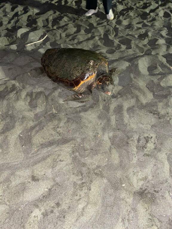 Ostia, sorpresa sulla spiaggia libera: tartaruga depone oltre 100 uova