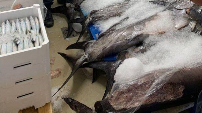 Formia, sequestrati 5 chili di prodotti ittici non tracciati: multe per oltre 7mila euro
