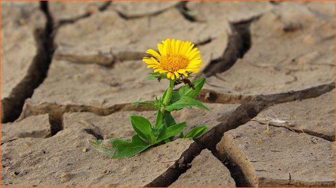 Giornata Mondiale contro la desertificazione e la siccità: perché si celebra il 17 giugno