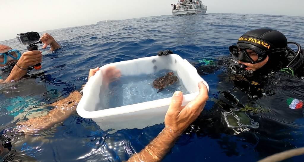 12 piccole tartarughe marine rilasciate al largo di Ventotene