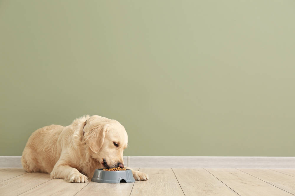 Alimentazione del cane: come trovare i prodotti più adatti