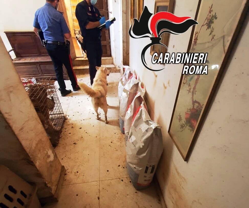 Husky chiusi piccole gabbie e senza cibo: smantellato allevamento lager alle porte di Roma