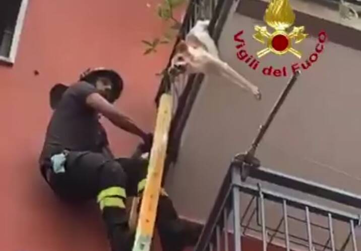 Cagnolino in bilico sul balcone rischia di precipitare: salvato dai pompieri – VIDEO
