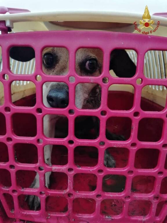 Cane finisce in un tombino: salvato dai Vigili del Fuoco