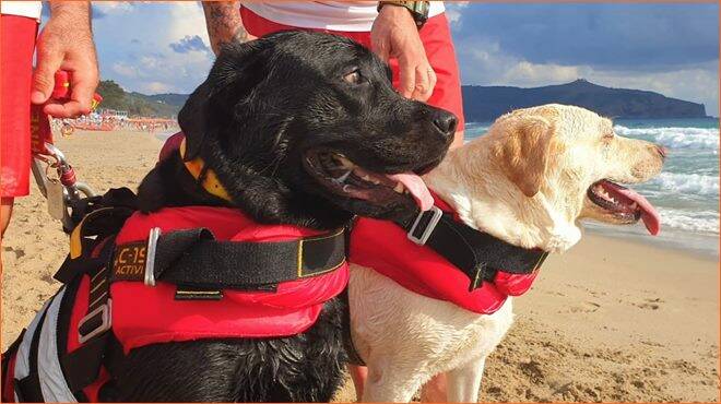Ragazza trascinata dalle onde al largo: salvata dai cani bagnino – VIDEO
