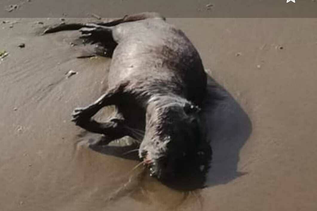 Carcassa di uno “strano” animale sulla spiaggia di Tor San Lorenzo: sgomento tra i bagnanti