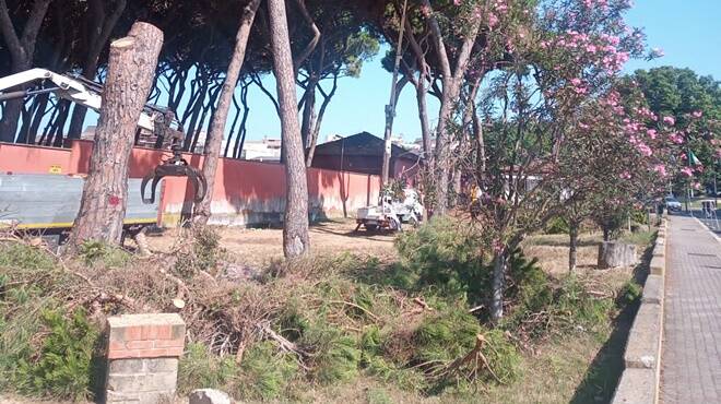 Anzio, crolla un albero nella pineta di via Aldobrandini: chiusa al pubblico