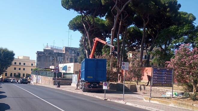 Anzio, crolla un albero nella pineta di via Aldobrandini: chiusa al pubblico