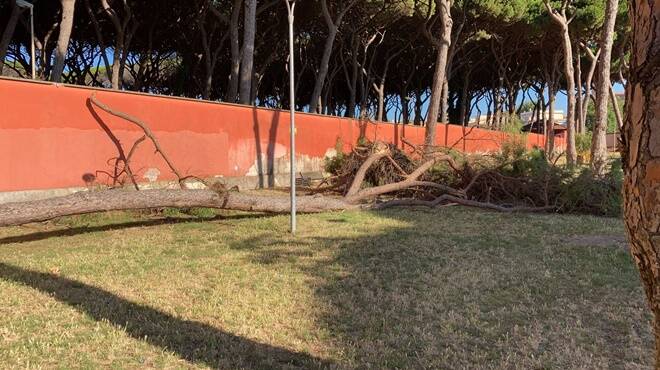 Anzio, crolla un albero nella pineta di via Aldobrandini: chiusa al pubblico
