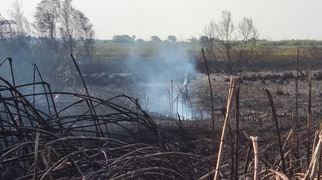 Incendi nelle aree boschive di Fiumicino: il caso finisce sulla scrivania del ministro Cingolani