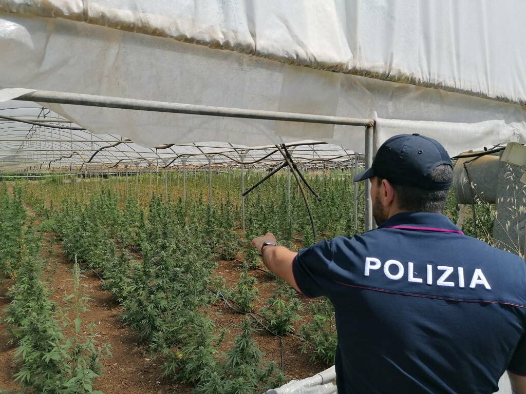 Scoperta maxi piantagione di marijuana: oltre 2mila metri quadri tra le campagne di Roma e Latina