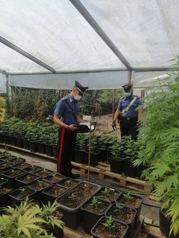 Sabaudia, coltivavano marijuana in serra: arrestati tre “agricoltori”