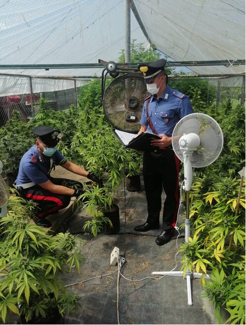 Sabaudia, coltivavano marijuana in serra: arrestati tre “agricoltori”