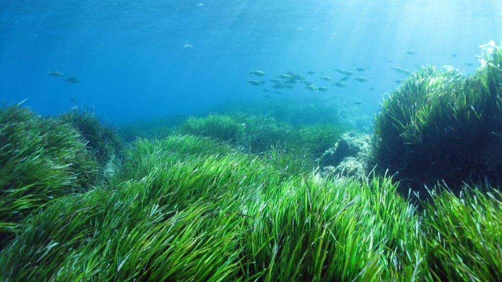 Ecosistema marino, l’Acquario di Livorno sperimenta la rete bioplastica biodegradabile